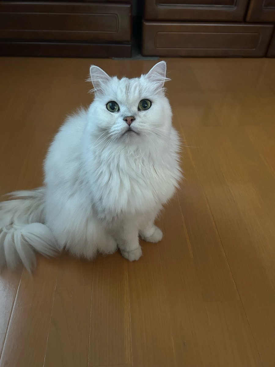 1124_masami's tweet photo. にゃーんふにゃーんうにゃーん

何がお望みなのか分からない
(´Д｀)ﾊｧ… https://t.co/RTVNKBloHc