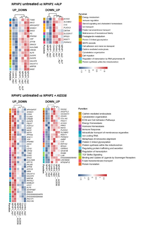 J Cell Science tweet media