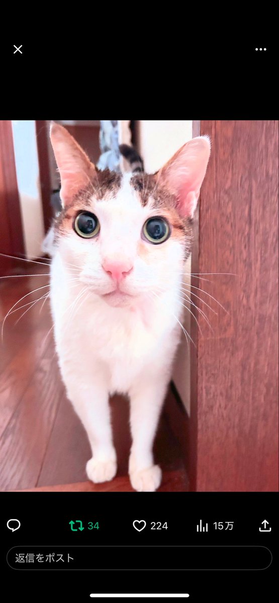 のぶちゃん様の専用ページ のぶちゃん on X