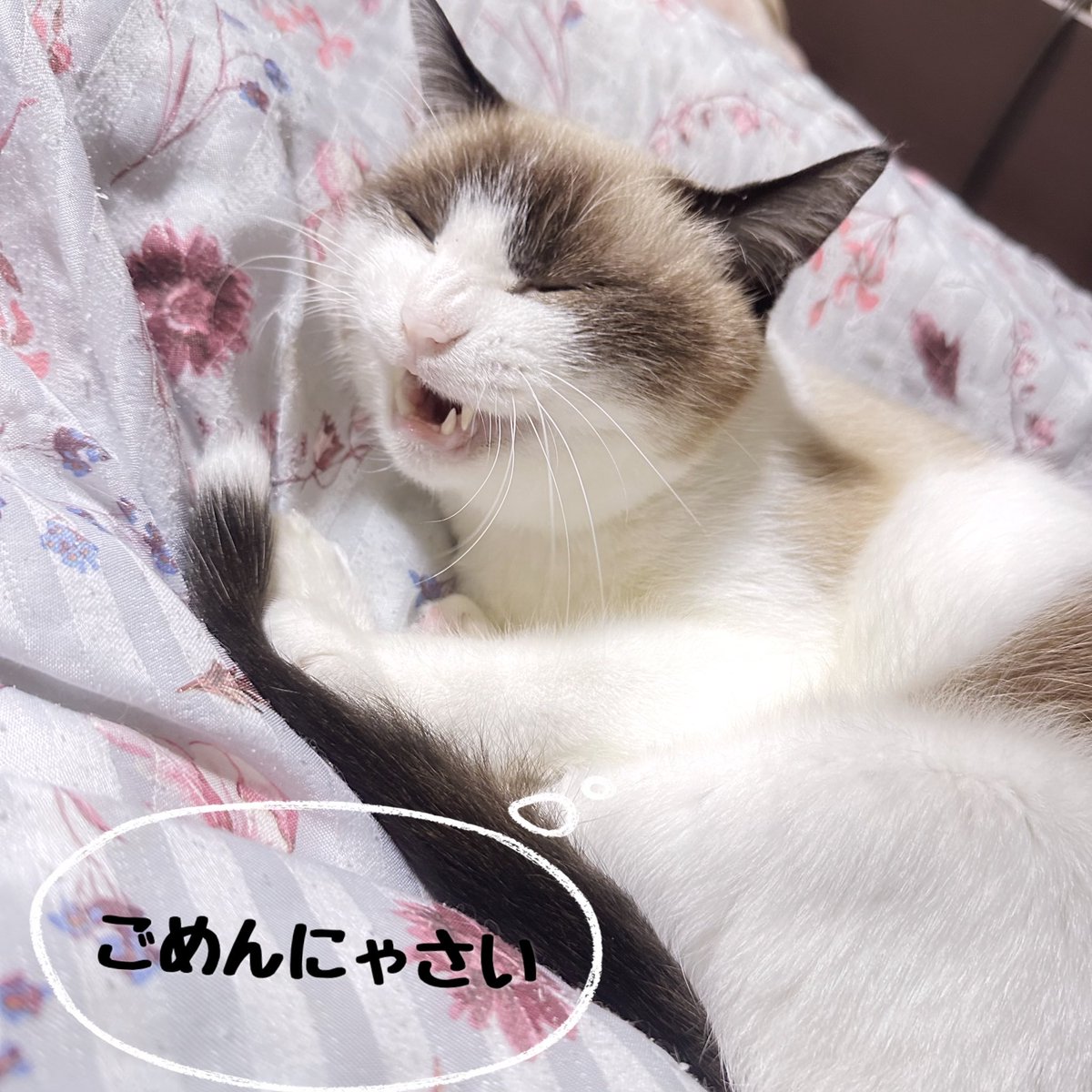 ayanami_s_toiki's tweet image. こんばんは⭐️
綾波です🌹明日11時〰️17時出勤の予定でしたが、私都合で、お休みさせて頂く事になりました🙇‍♀️
オーナー、お客様にはご迷惑をお掛けしますが、よろしくお願いします⭐️

#メンエス名古屋 #お休み
 #SPA #リラクゼーションSPA