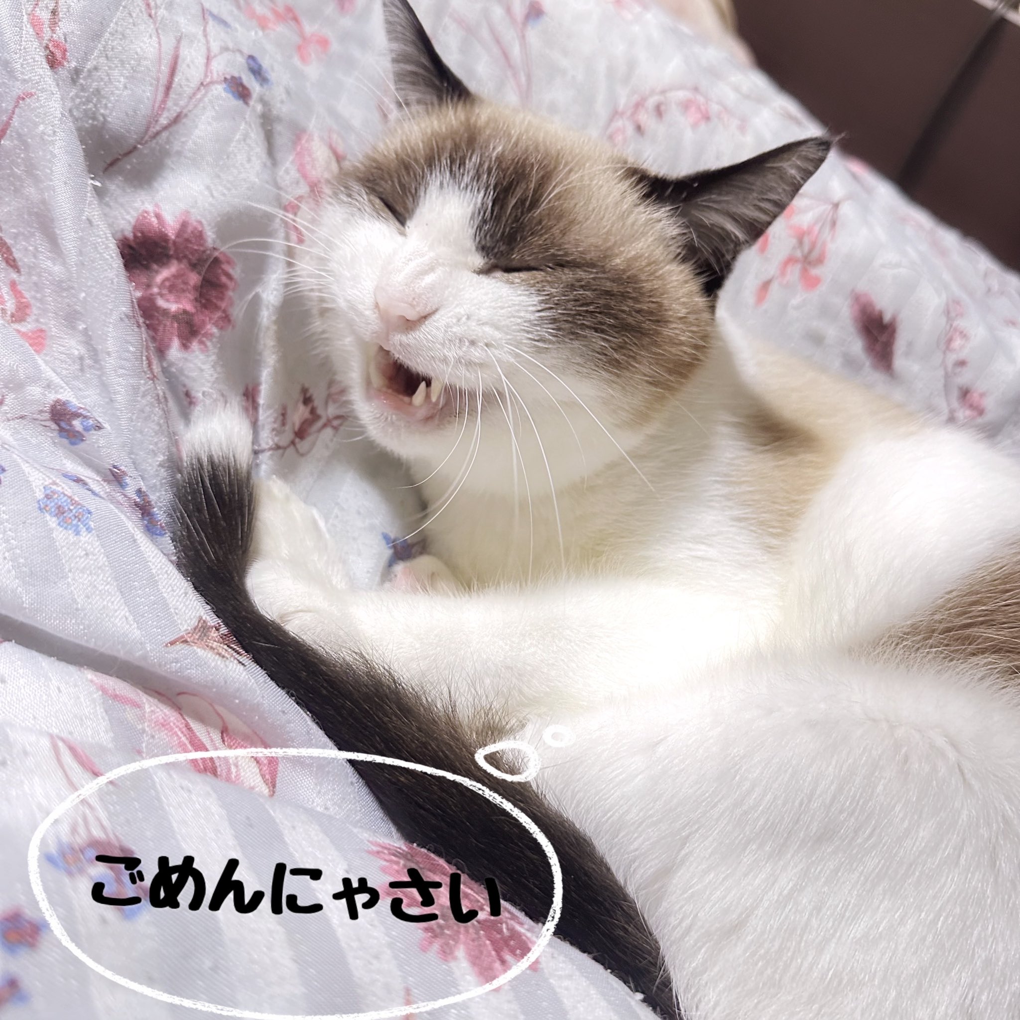 お休み～ - Search / X