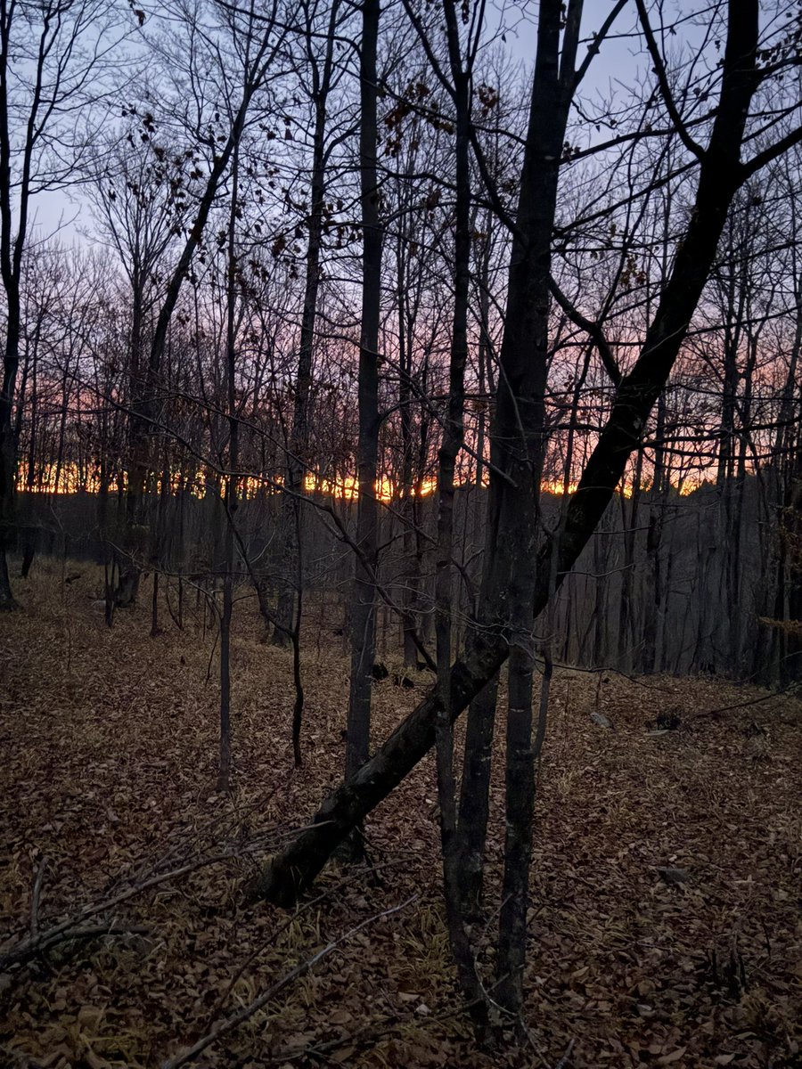Scheeba2's tweet image. Nothing like being in the woods
