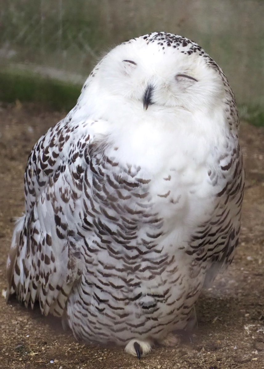 TOKUYAMA_ZOO's tweet image. 幸せをお裾分けしてもらえた気分。
素敵な表情をありがとう。

#徳山動物園　#シロフクロウ　#フクロウ　#表情　#幸せ　#お裾分け　#ありがとう