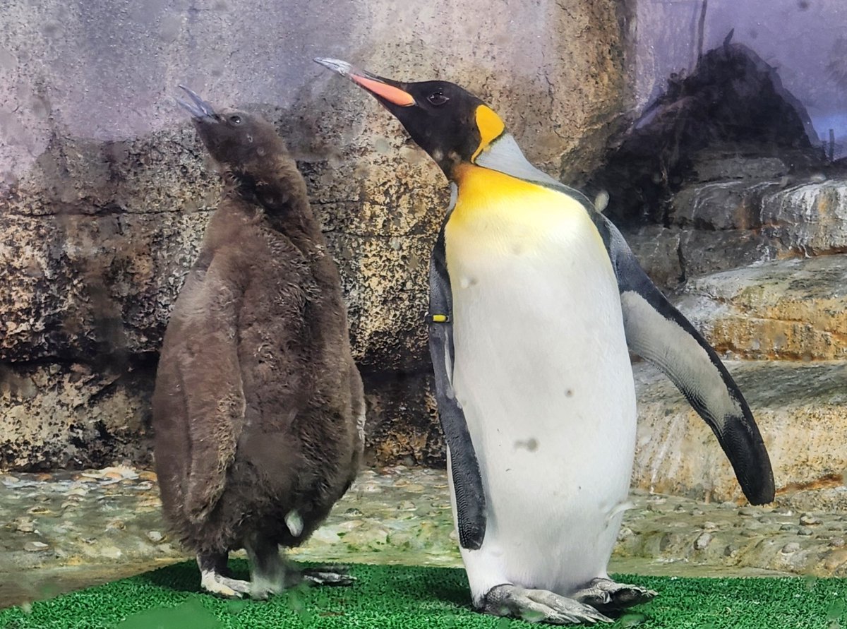 P for Penguin (@tulls16) / Posts / X