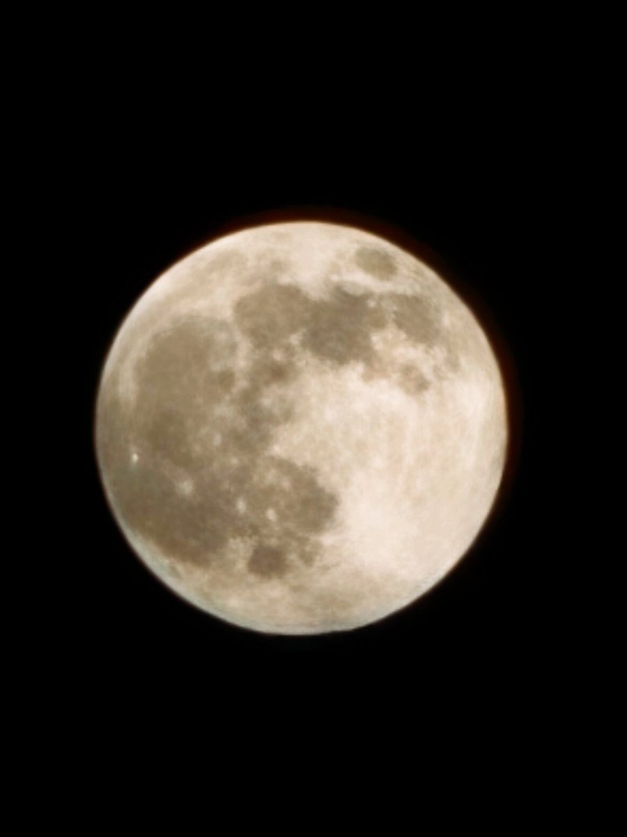 まみこ 送料無料】Floral Jacquard Fraise