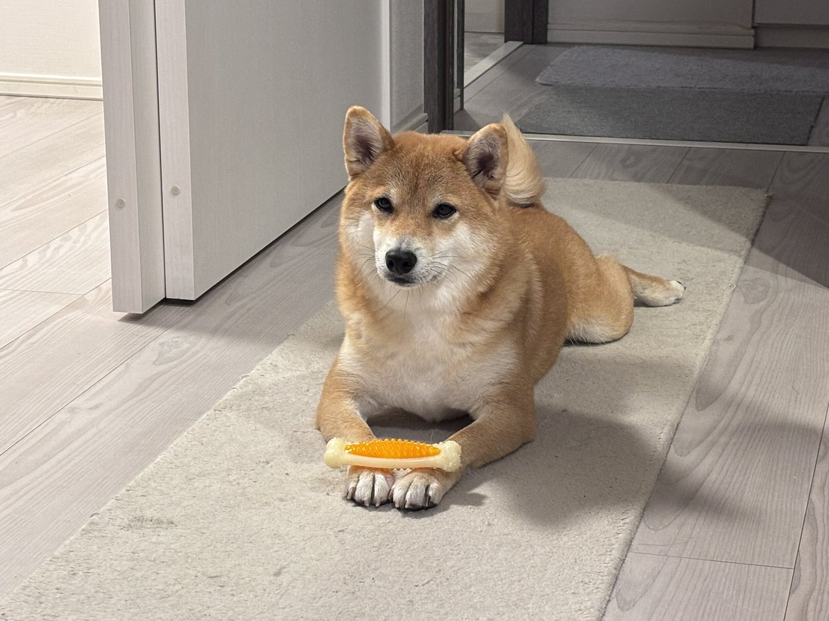 柴犬しばみ (@shibami_) / Posts / X