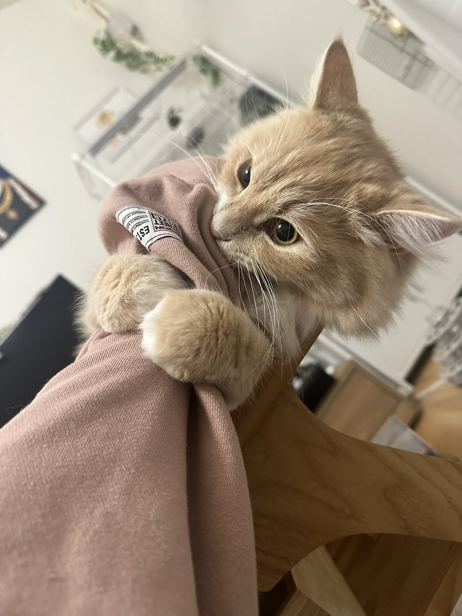 私の部屋着の袖をがっしりホールドしてますねぇ、可愛いですねー。
見えてませんけど足は腕をケリケリしてるんですねー。
おーっと、手首を噛むのはやめてほしいですねぇ。骨が軋みますねぇー。

いつもついでに袖で歯を磨いちゃう✌🏻