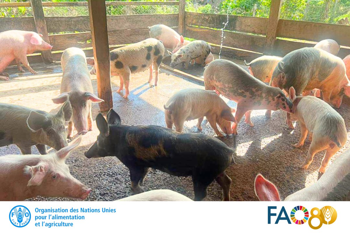 #FAOGN collecte les données stratégiques sur les filières riz, maïs, porc &amp; petits ruminants dans 6⃣préfectures dans le cadre de l'initiative #MaindansLaMain.

Objectif : créer une base de données géoréférencée pour mieux cibler les investissements agricoles.

#SIG 
#4Betters