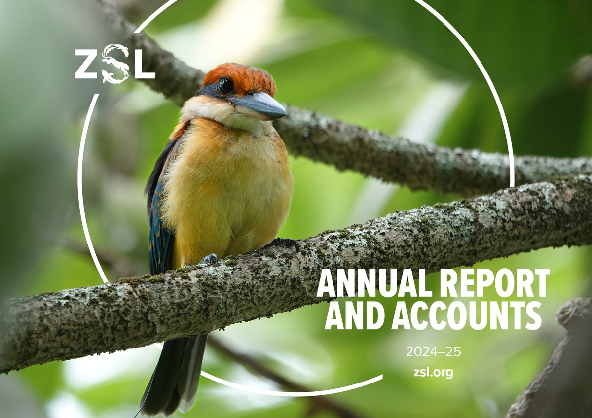 OfficialZSL's tweet image. The latest ZSL Annual Report is here! Over the past year we’ve reintroduced species to the wild, safeguarded others from extinction and inspired millions at our Zoos. To our supporters: thank you, we couldn’t do it without you! Read more here zsl.org/annualreport