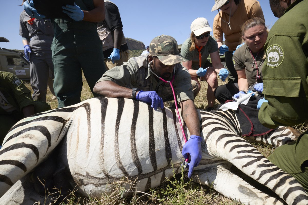 OfficialZSL's tweet image. The latest ZSL Annual Report is here! Over the past year we’ve reintroduced species to the wild, safeguarded others from extinction and inspired millions at our Zoos. To our supporters: thank you, we couldn’t do it without you! Read more here zsl.org/annualreport