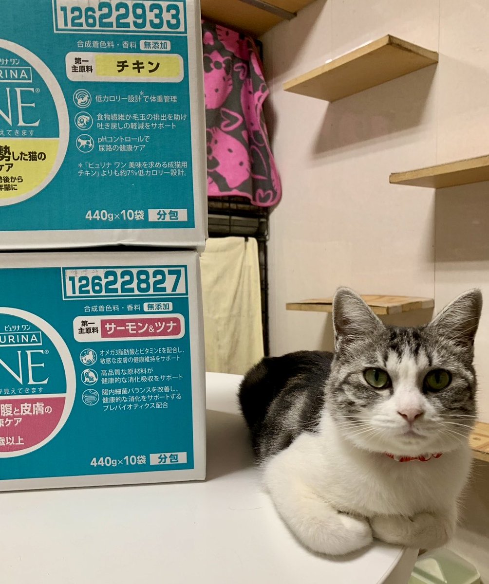 クロ🐾𓏲𓎨 (@zx400g) / Posts / X