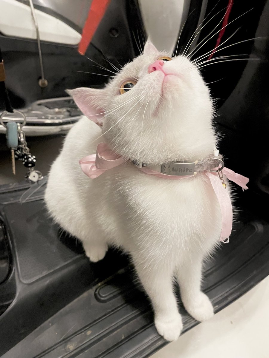 tracyneee's tweet photo. @machibigbrother @bobaoppa If u dont have a cat, get one ^^ https://t.co/zbbVg7rAw6