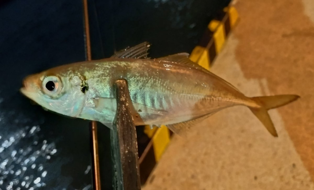 ぶーちん (@4Hl1dUxpzMCiqio) / Posts / X