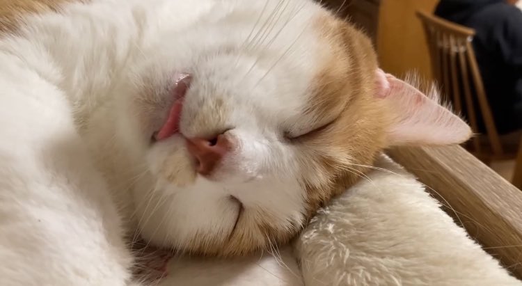 しん丸 (@YwR6IF85EYT1hLX) / Posts / X