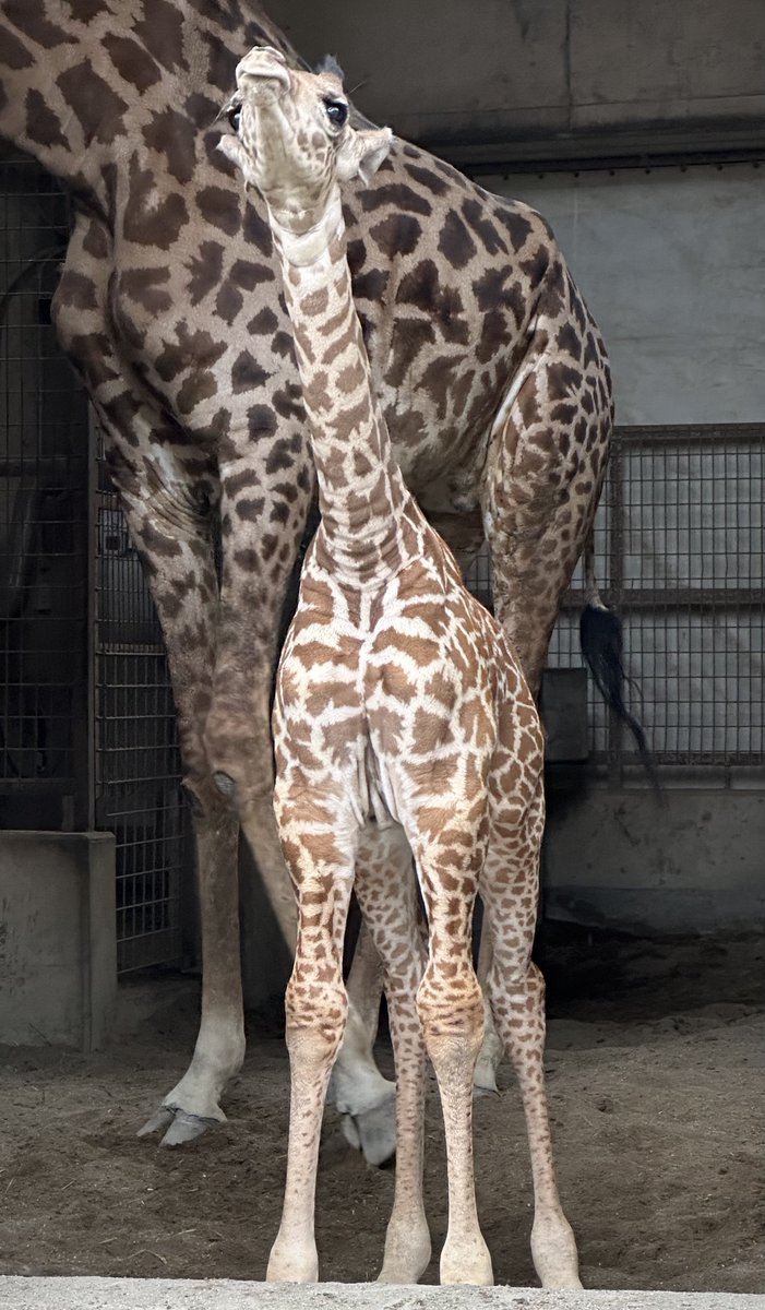 公式】宮崎市フェニックス自然動物園 on X