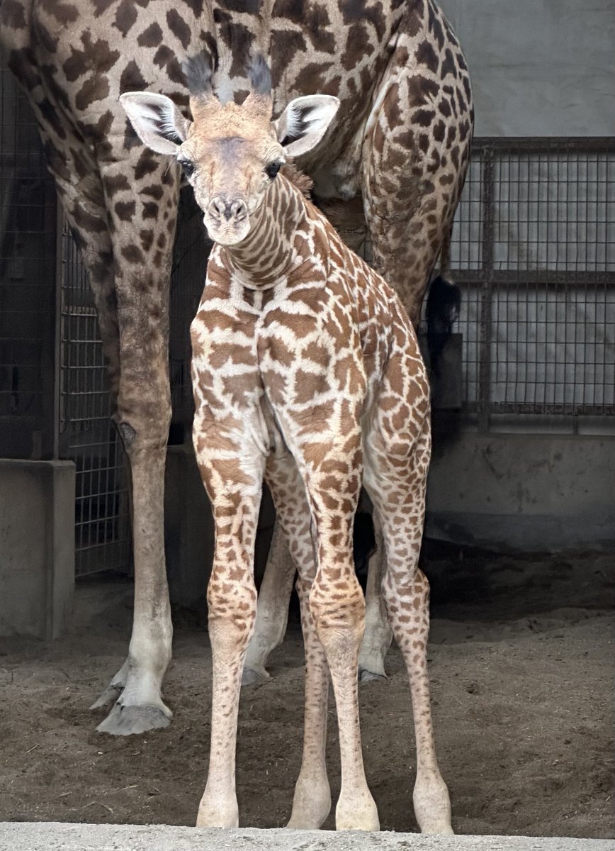 シュウマ