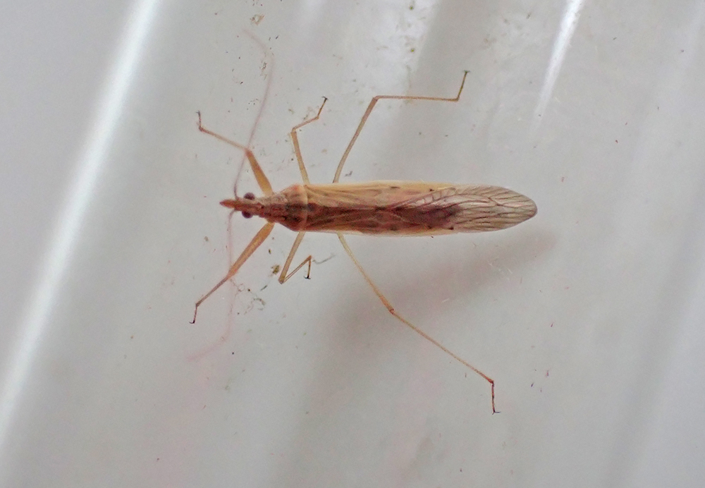 Another night ruined by the wind in St Mellion. 25 moths of 11 species recorded, including: P xylostella (Diamond-back), 2 N noctuella (Rush Veneer), 8 U ferrugalis (Rusty-dot), 3 Silver Y, Ypsolopha ustella &amp; Merveille du Jour. Also, a migrant Pale Damsel Bug (Nabis capsiformis)