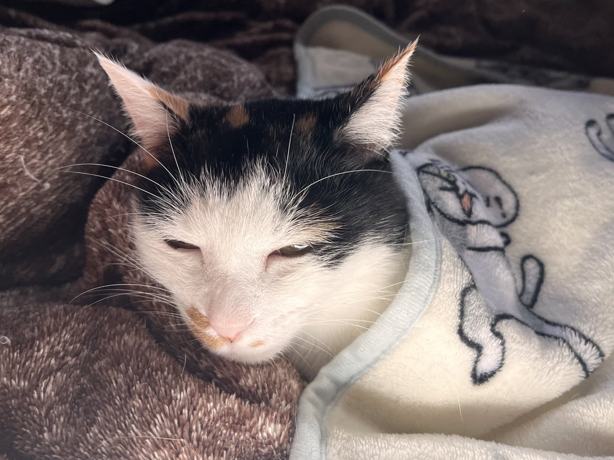 rokorokorokou's tweet image. 