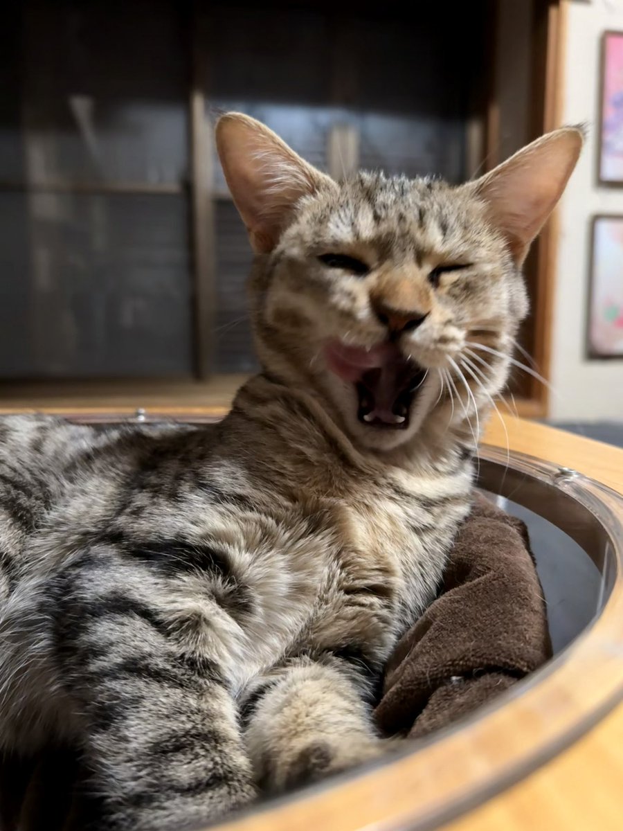 くましゐ🎪🍬 on X