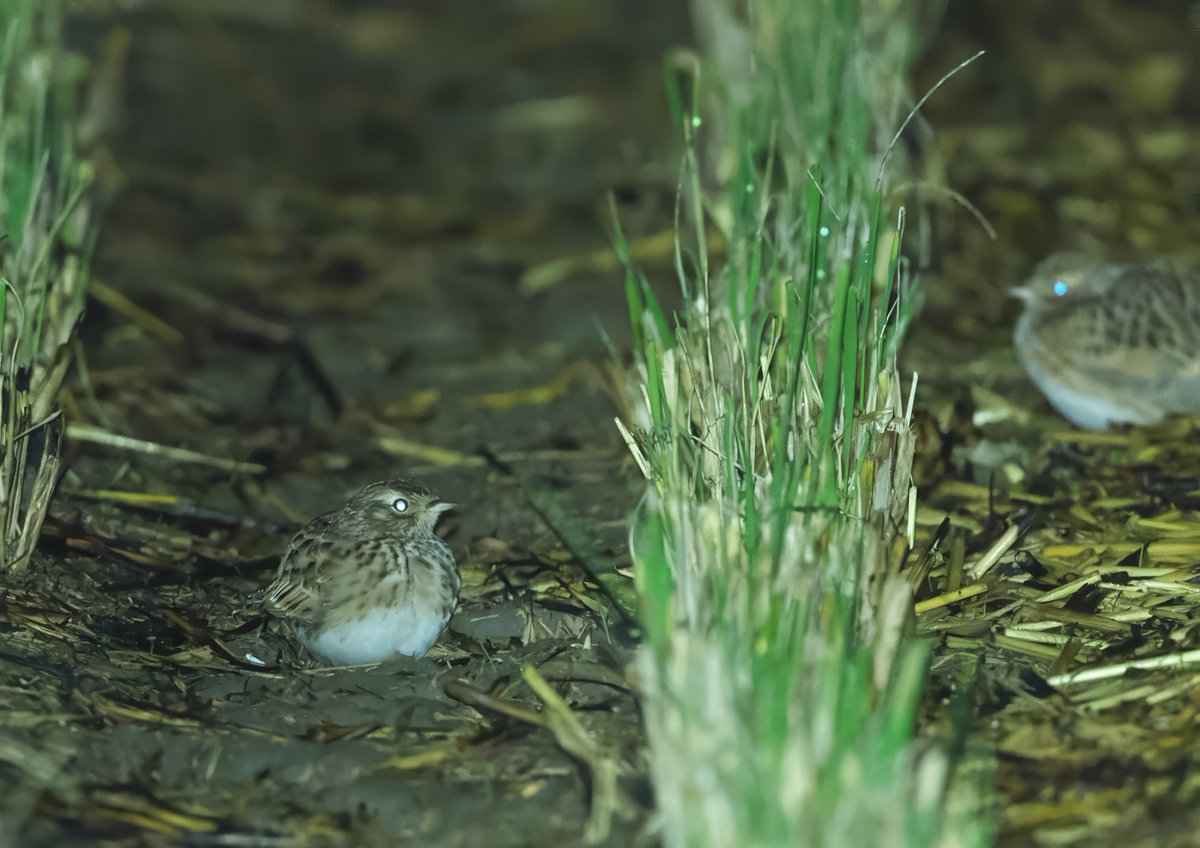 夜探で見つけたヒバリ
寝てただろうにごめん🥹