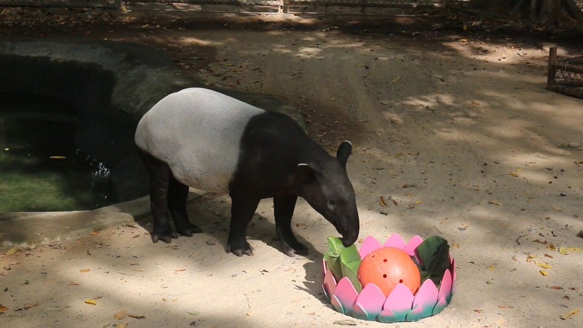 สวนสัตว์เปิดเขาเขียวจัดกิจกรรม “กระทงส่งรัก สัตว์ป่าสุขใจ” กระทงอาหารสัตว์จากวัสดุธรรมชาติ ปลอดภัยและสร้างความสุขให้เหล่าสัตว์ป่า

วันนี้ (5 พฤศจิกายน 2568) นายณรงวิทย์ ชดช้อย ผู้อำนวยการสวนสัตว์เปิดเขาเขียว เปิดเผยว่า สวนสัตว์เปิดเขาเขียว จัดกิจกรรม “กระทงส่งรัก สัตว์ป่าสุขใจ”