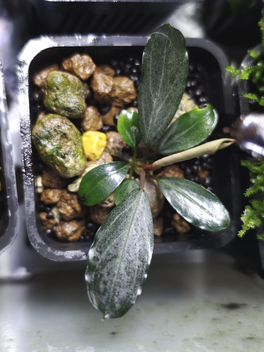 untaebi's tweet image. お疲れ様です🙂‍↕️
このままキレイにすくすくと育ってほしいPGさん🌿