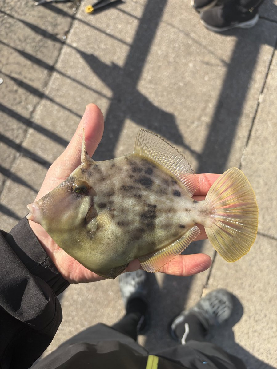 tomo (@0909_masuko) / Posts / X