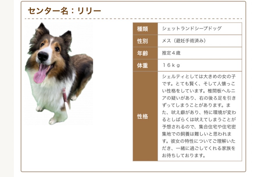 可愛いでかシェルちゃん❤
京都動物愛護センターで飼い主様を募集しているそうです。

#京都市
#シェルティ 
#シェットランドシープドッグ