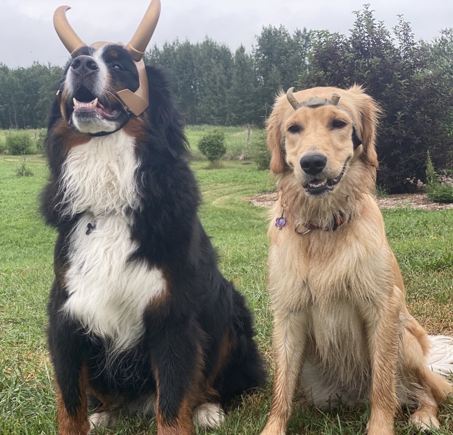 🚨BREAKING NEWS!!🚨

We just checked and dogs are still good.

​#dogs