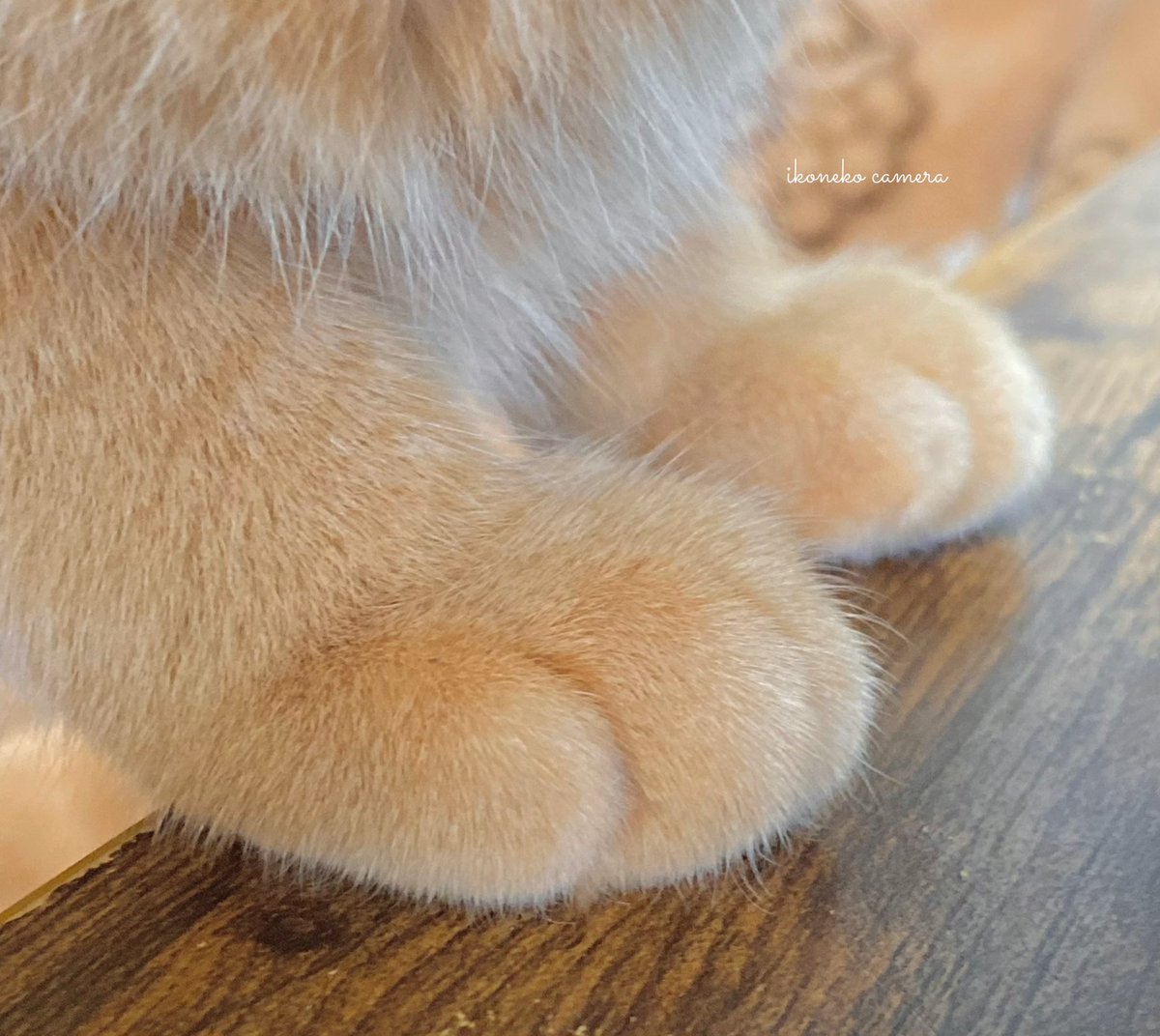 坂本ページ モトモト編集部 on X