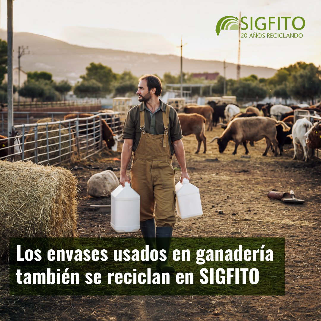 🐄 En la ganadería también se generan envases que deben gestionarse correctamente.
En SIGFITO nos encargamos de recoger los envases vacíos de productos veterinarios, biocidas, desinfectantes, aditivos y otros productos agrarios utilizados en las explotaciones.

✅ Así evitamos