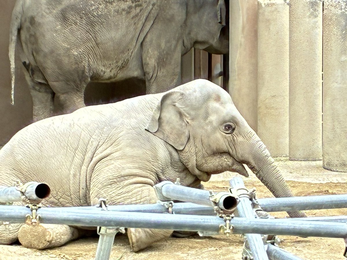 個性的　象のベンチ 個性的 象のベンチ 個性的 象のベンチ