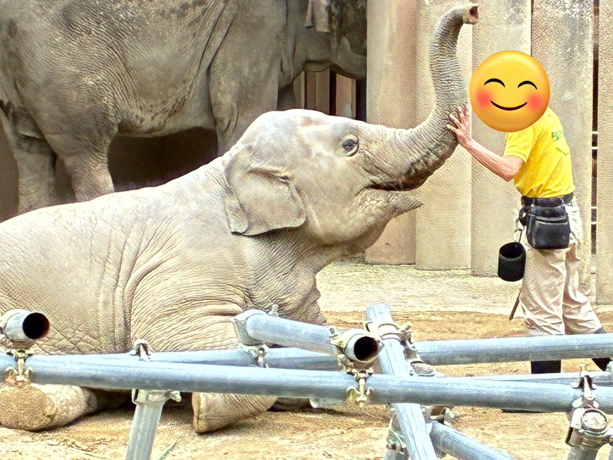 個性的　象のベンチ きょうちゃん on X