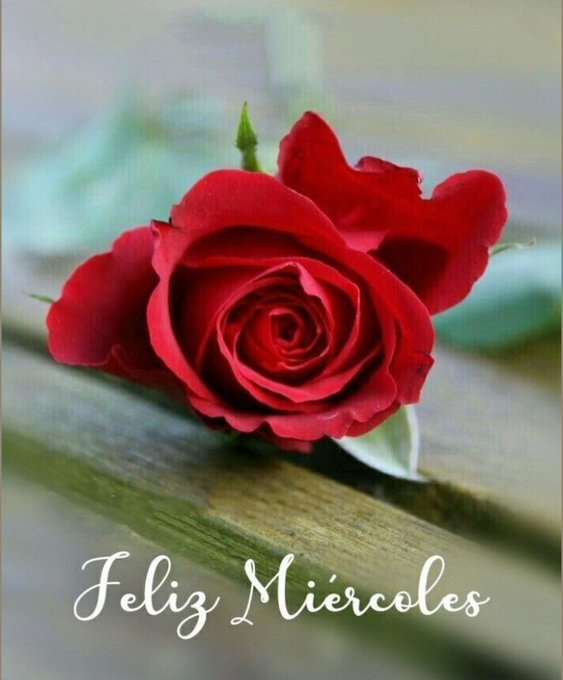 A single vibrant red rose with layered petals lies on a textured wooden surface partially covered by green leaves. The rose stem is visible with small thorns and buds. Dew drops appear on the petals adding freshness. The background is softly blurred focusing on the flower. White text Feliz Miercoles is overlaid in cursive font at the bottom.