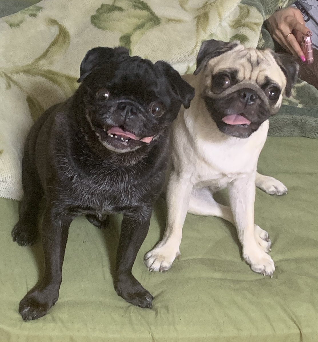 パグとおっさん (@pugtoossan) / Posts / X