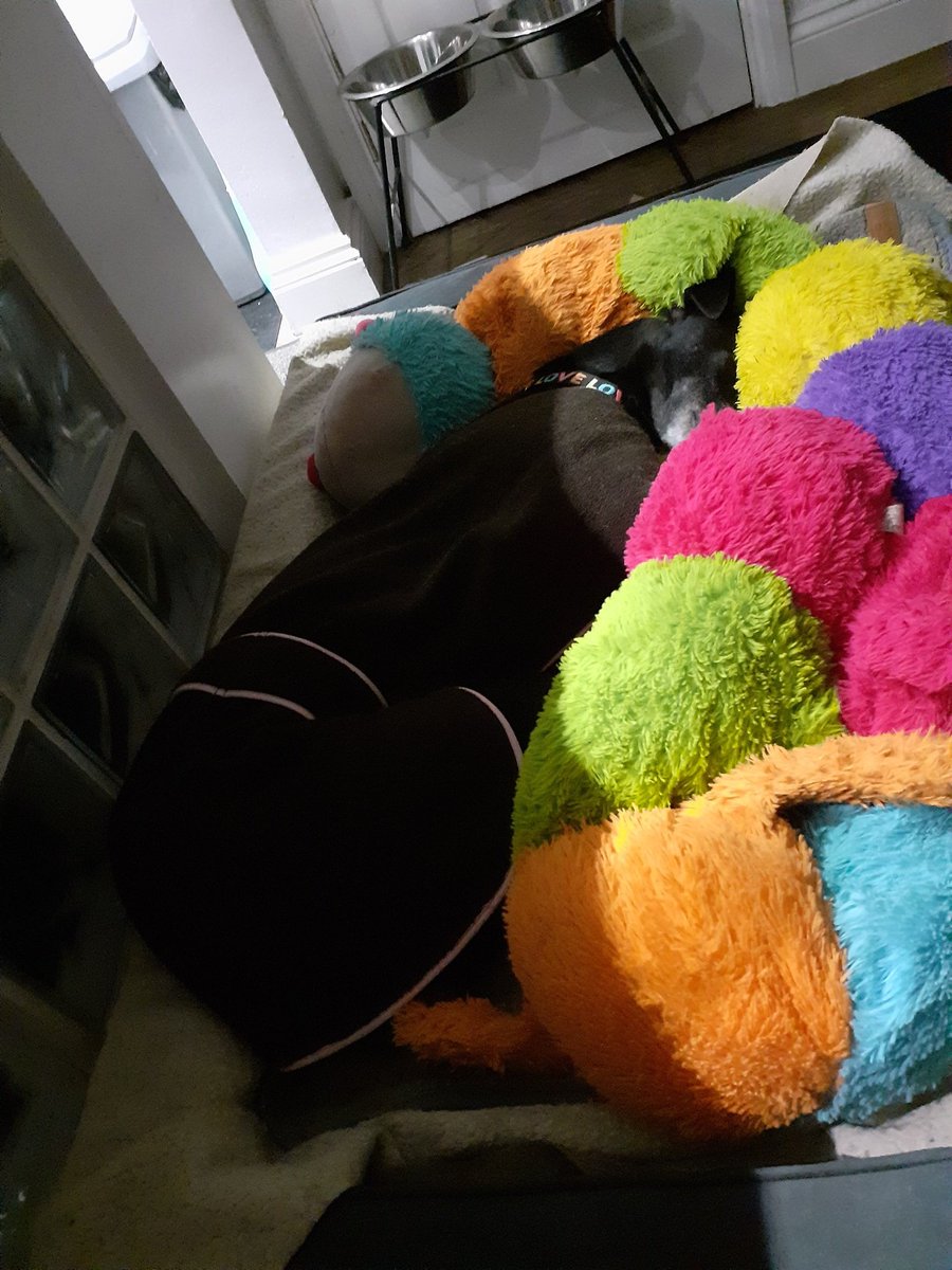 Whittingham Kennels - Retired Greyhounds Charity tweet media