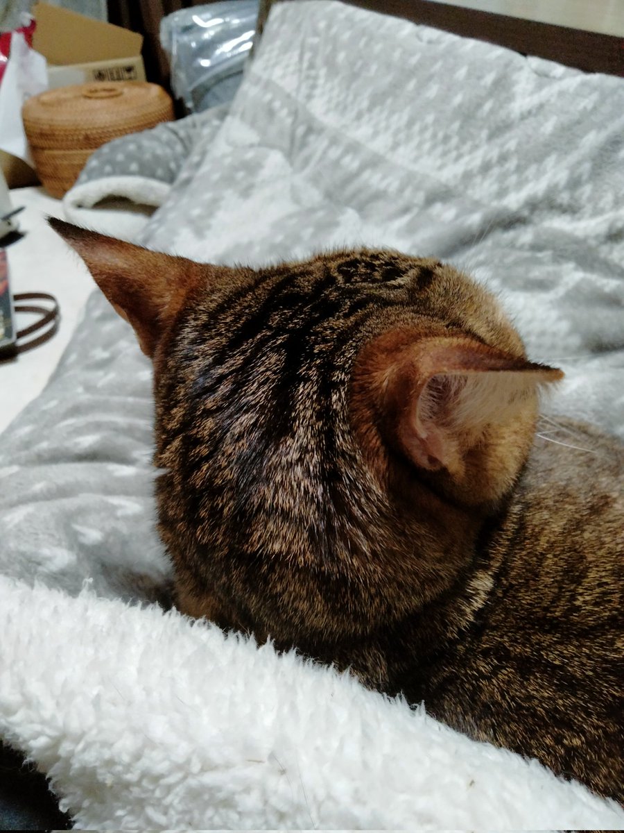 膝に乗りかかるネコさんの絵です。後ろアタマですが、柄はスイカみたいに見えませんか？