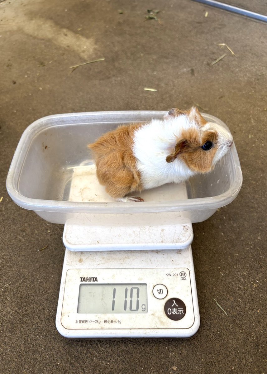 メ*ム様 世界の　15kg メ*ム様 世界の 15kg メ*ム様 世界の 15kg ドリームフック［Dream Hook