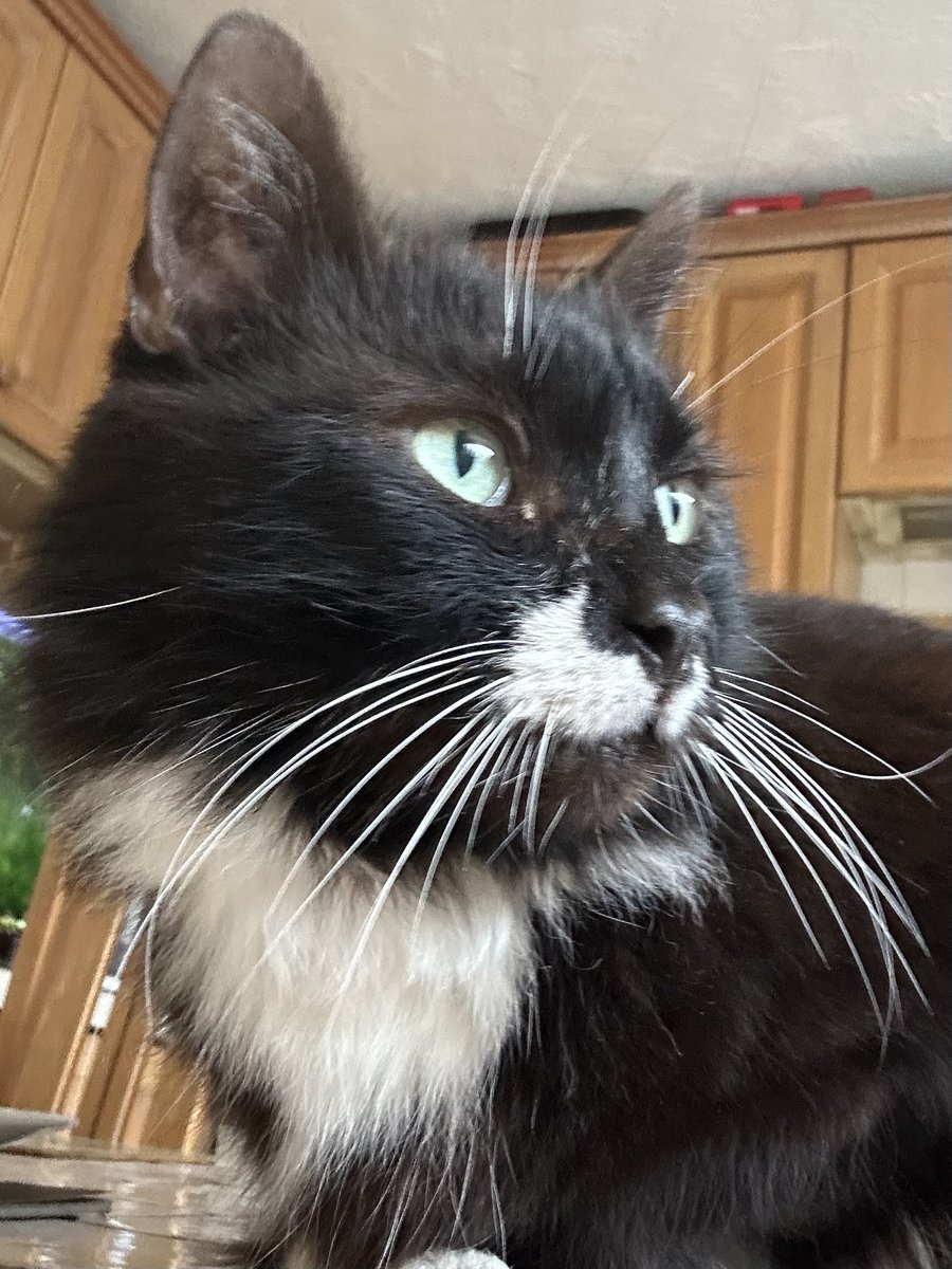 Happy #whiskerswednesday everyone 😸. 
You know, I’ve been on Twitter/X for a little over 15 years now. I started when I was convalescing from a heart operation. I never imagined that it would be such a big part of my life or that I would make so many friends along the way 😽.