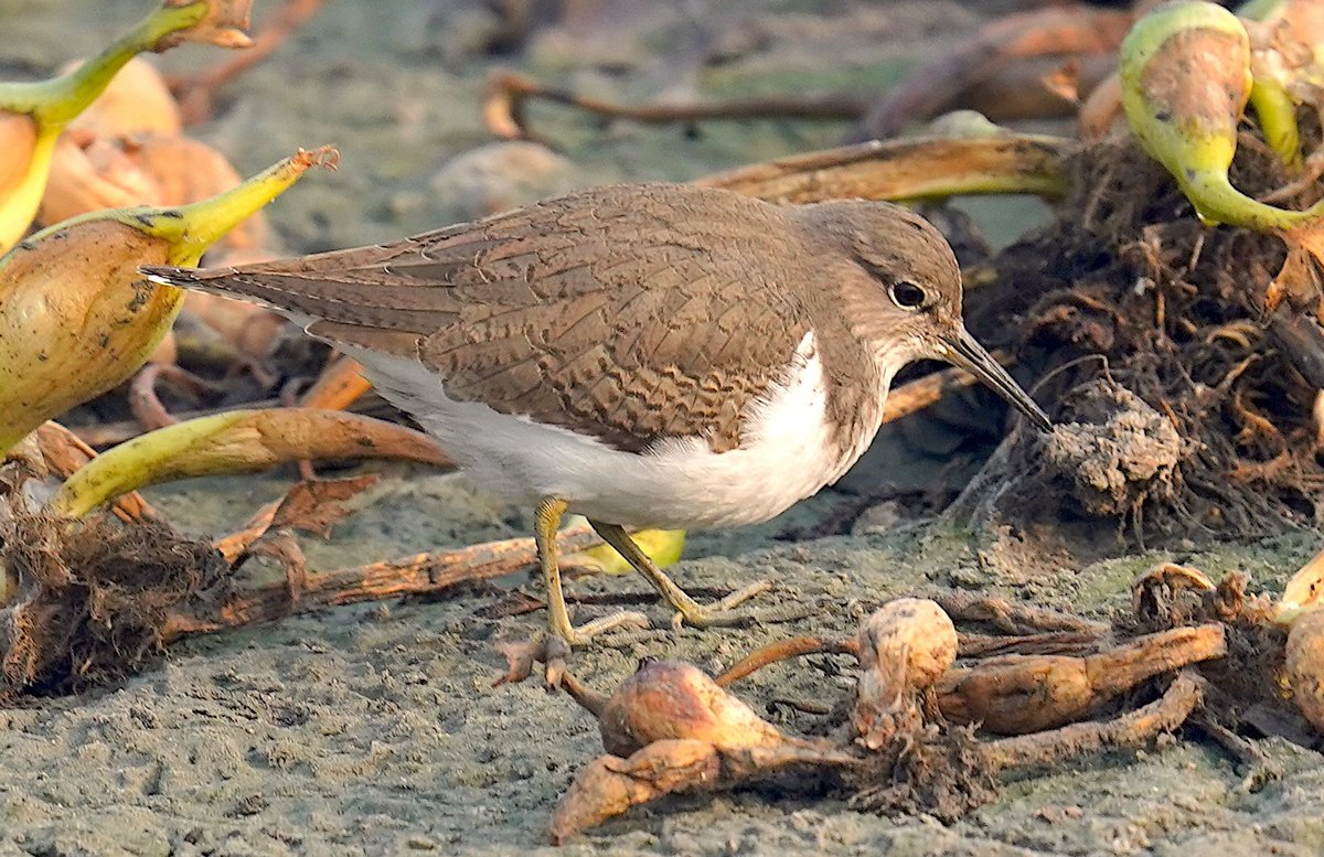 rneelmani's tweet image. A common Sandpiper in her thoughts. #Gurugram