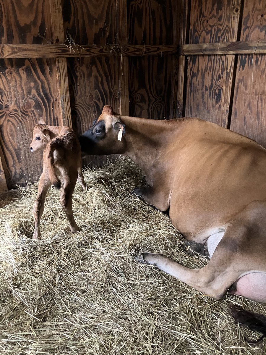 If you can, give the next generation ownership of something on your operation. We did a partnership for the new calf with an amazing young lady. For 19 years old, she is wise, and motivated well beyond her years. Now something is half in her name should she decide to leave.