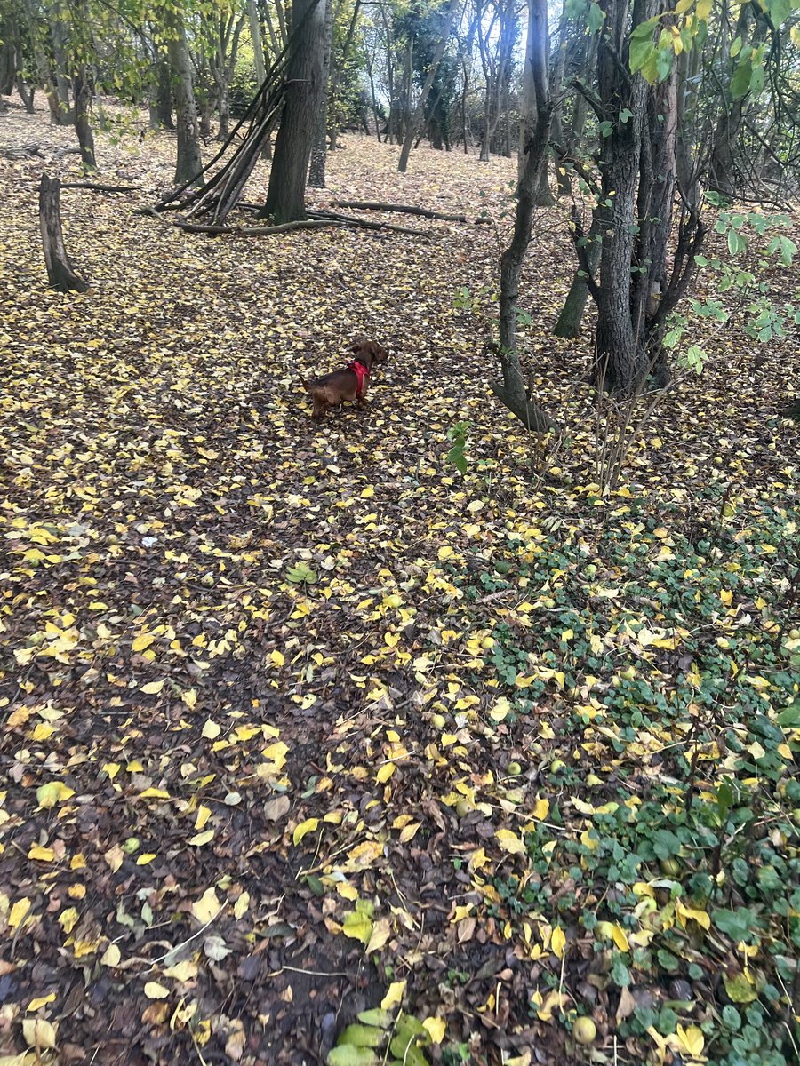 hill81's tweet photo. Nice little scroll with Milo this morning https://t.co/KPCSpDQ9rq