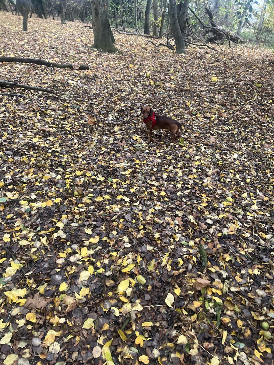 hill81's tweet photo. Nice little scroll with Milo this morning https://t.co/KPCSpDQ9rq