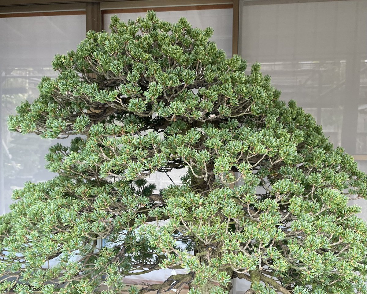 近代出版 編集部 (@kinbon_bonsai) / Posts / X