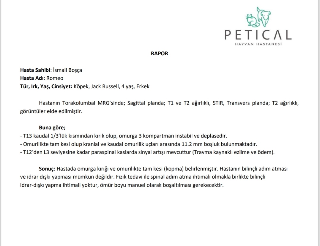 3 hekime sorduk ameliyatla düzelmesi imkansız dediler. Yavrumuz felç kaldı😭
Ve daha kötüsü,iyi kötü bakan bir ailesi vardı hani,işte onlarda terketti. Bakamayız dedi.Yuva bulamazsam ötenazi yaptıracaklarını söylüyorlar. Bu vicdan azabına dayanamam😭 Neolur yuva bulmama yardım 🙏