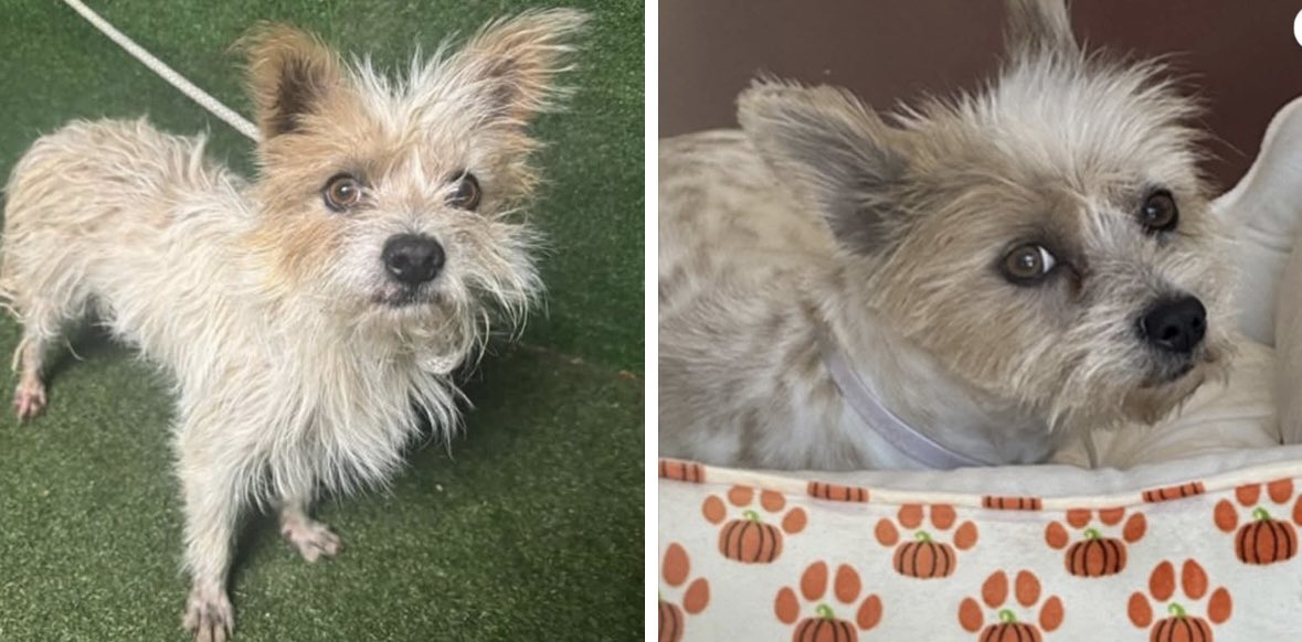 SarahjaneGille1's tweet photo. TODAY OMG 11/5 🆘🆘🆘🆘 2 POSTS pictures slide ➡️ Details JUAN GABRIEL Male 3yrs #TERRIER “Tiny Paws” @AnimaLancaster #dogswithoutborders #tobiessmalldogrescue #smalldogrescue #smoochpooch #savingsheltersouls #leashesofloverescue ‼️🆘🚨🙏🐾 https://t.co/FhPF0EFGc7