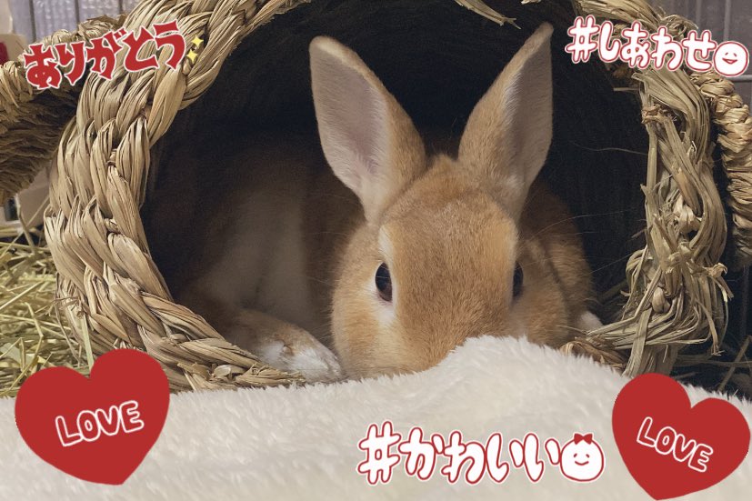 ちゃむみ(梅咲ちゃむ)💐🐰＆まろぽん🐇🐇 (@cha6w6) / Posts / X