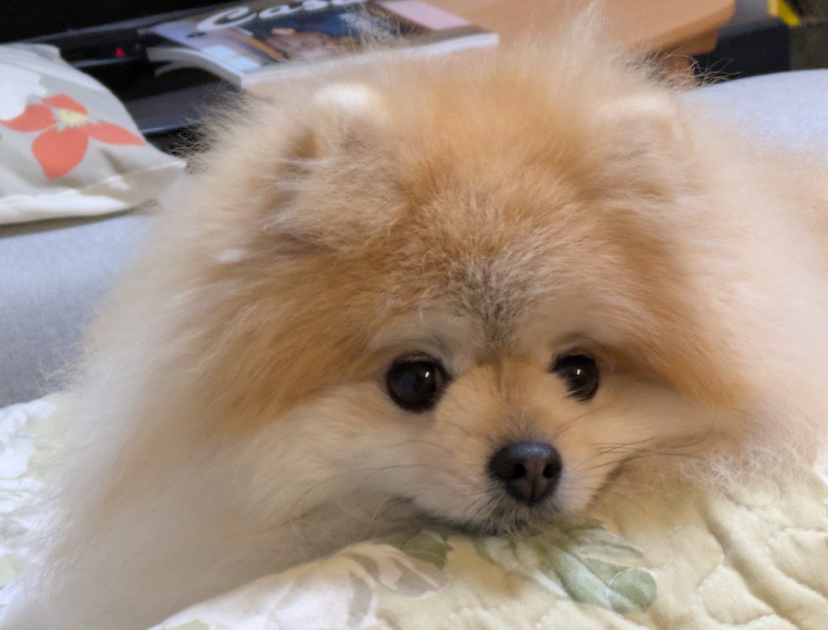 ポメ子 かめのこ on X