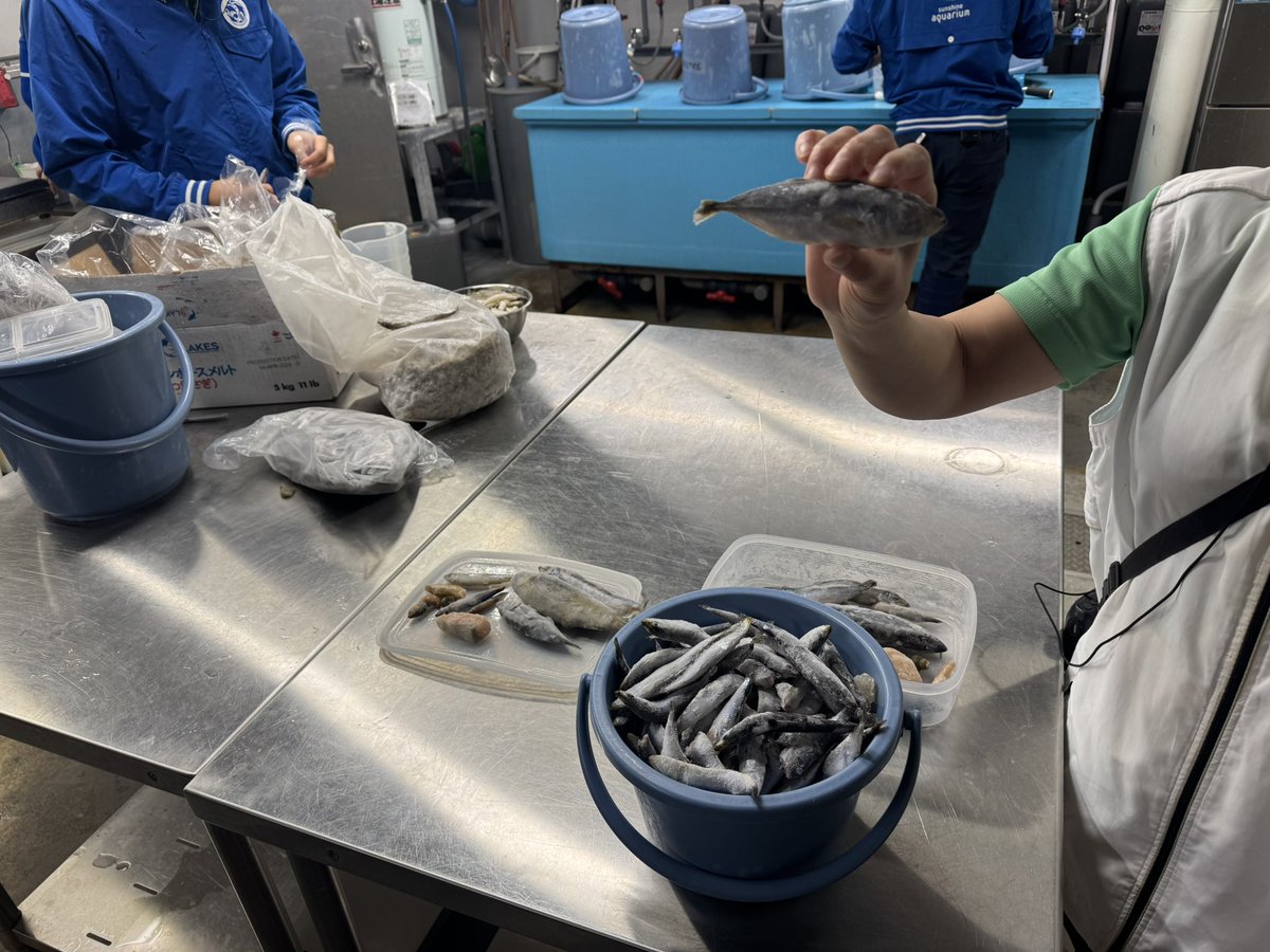 iorimoe_five's tweet image. おさやちゃんと2回目のお出かけ☺️
サンシャイン水族館をゆっくり回ったよ！🐠🫧
バックヤードツアーも楽しかった！

帰りにポケセンも寄ったよ🎮✨
今日は👓メガネもえ👓でした👀