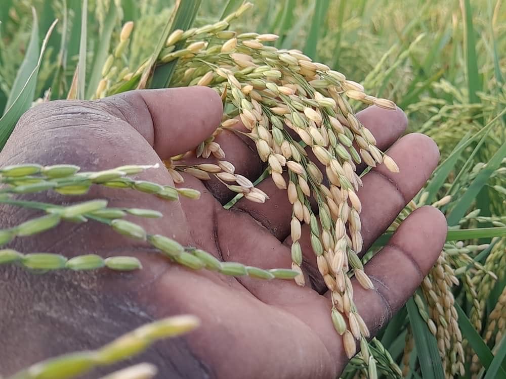 🟢Arriba el 2n #HubSalutCooperació a les comarques gironines q impulsem amb <a href="/Dipsalut/">Dipsalut</a> 

🌾🏥👩🏽‍⚕️Una mirada global des del nostre territori, generant sinergies entre col·legis professionals, universitat i entitats de cooperació

✅ Millorem la #salutglobal  i enfortim la #cooperació